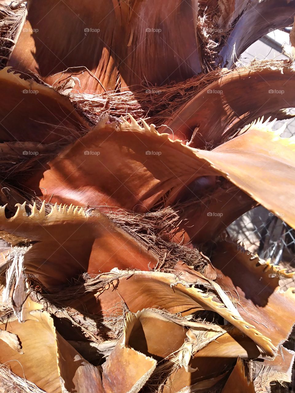 texture brown pamt palm root edhes leaves shadows form