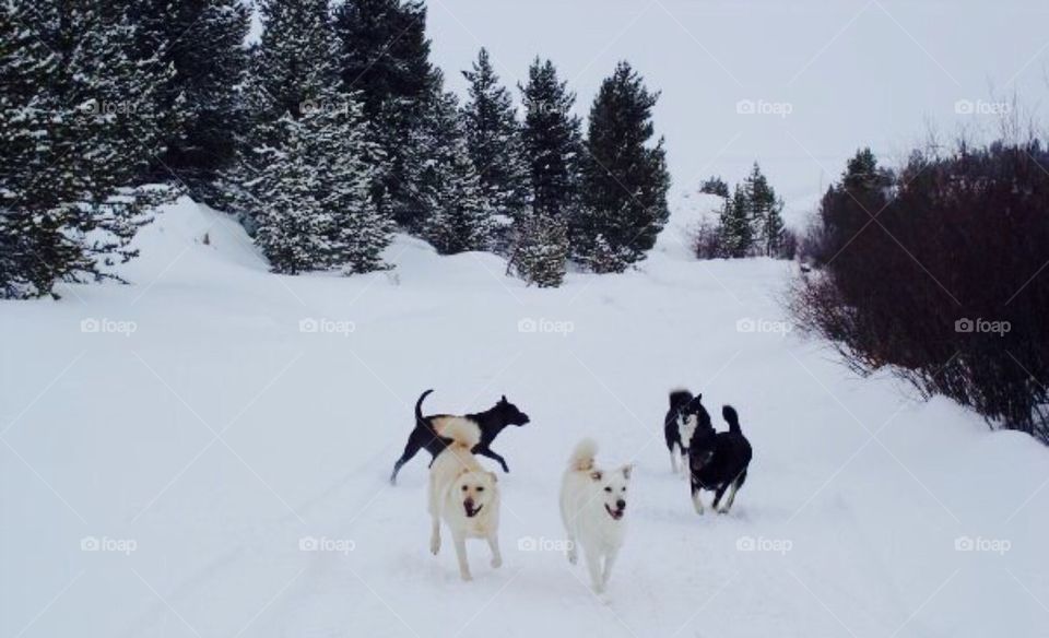 Snow dogs
