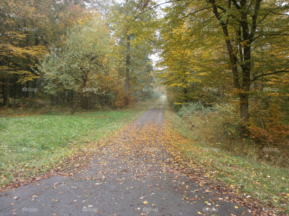 Fall, Landscape, Tree, Road, Wood