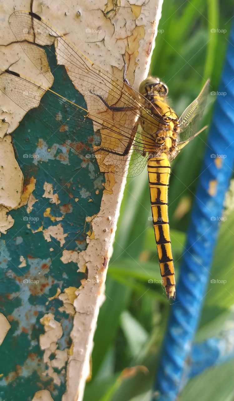 Rusty old pipe and bright yellow dragonfly