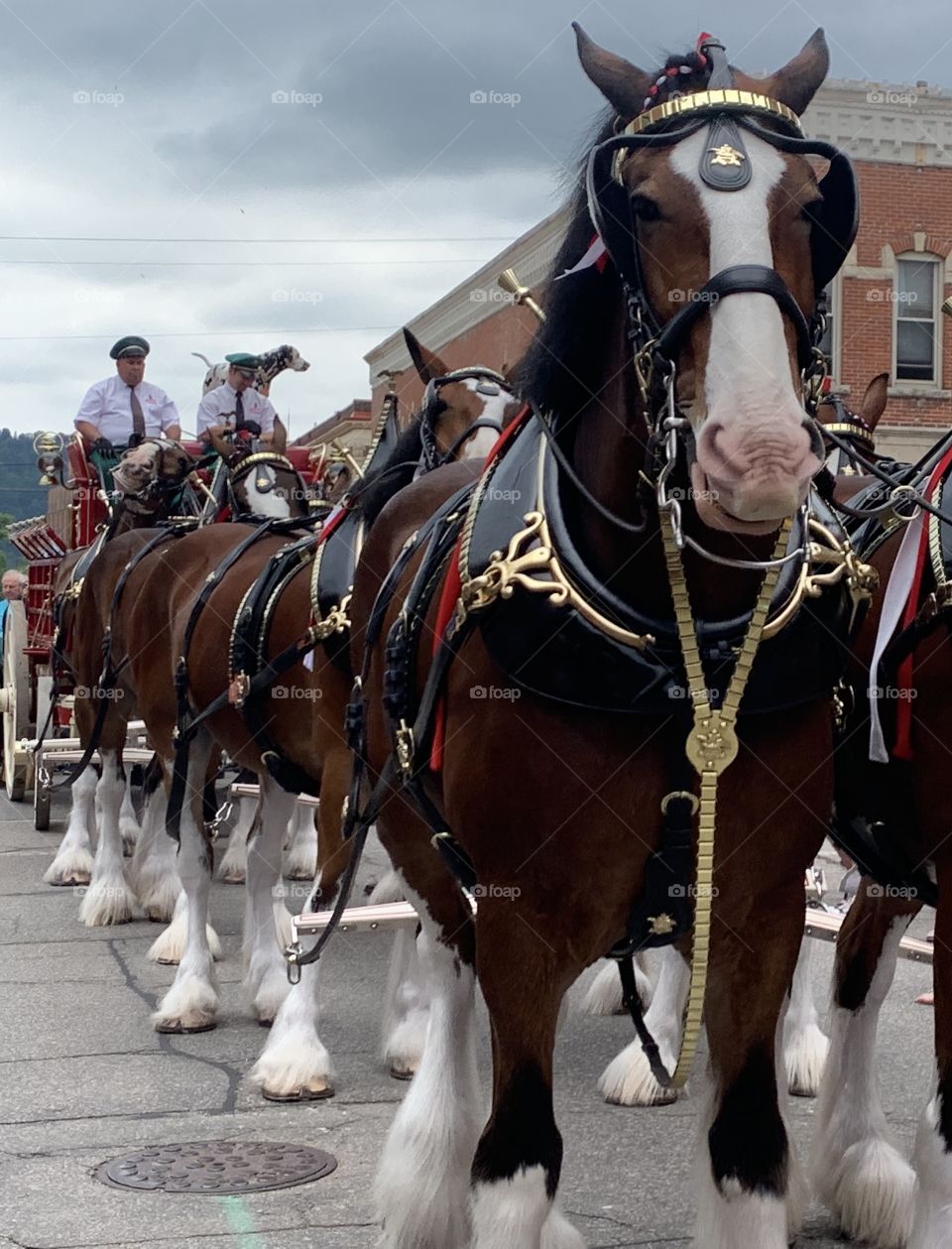 Budweiser Clydesdales Winona MN