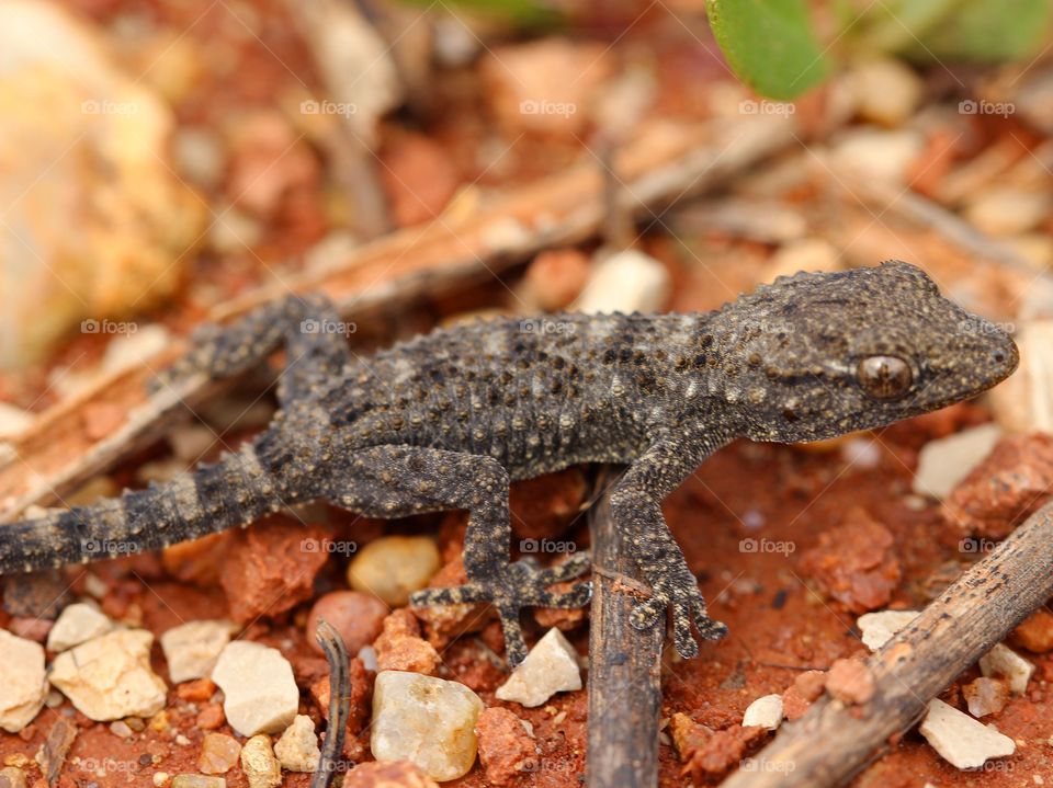 Beautiful macro gecko 1