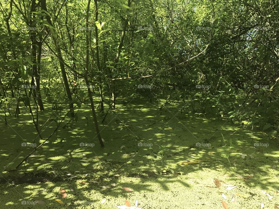 Marshlands in Oregon 
