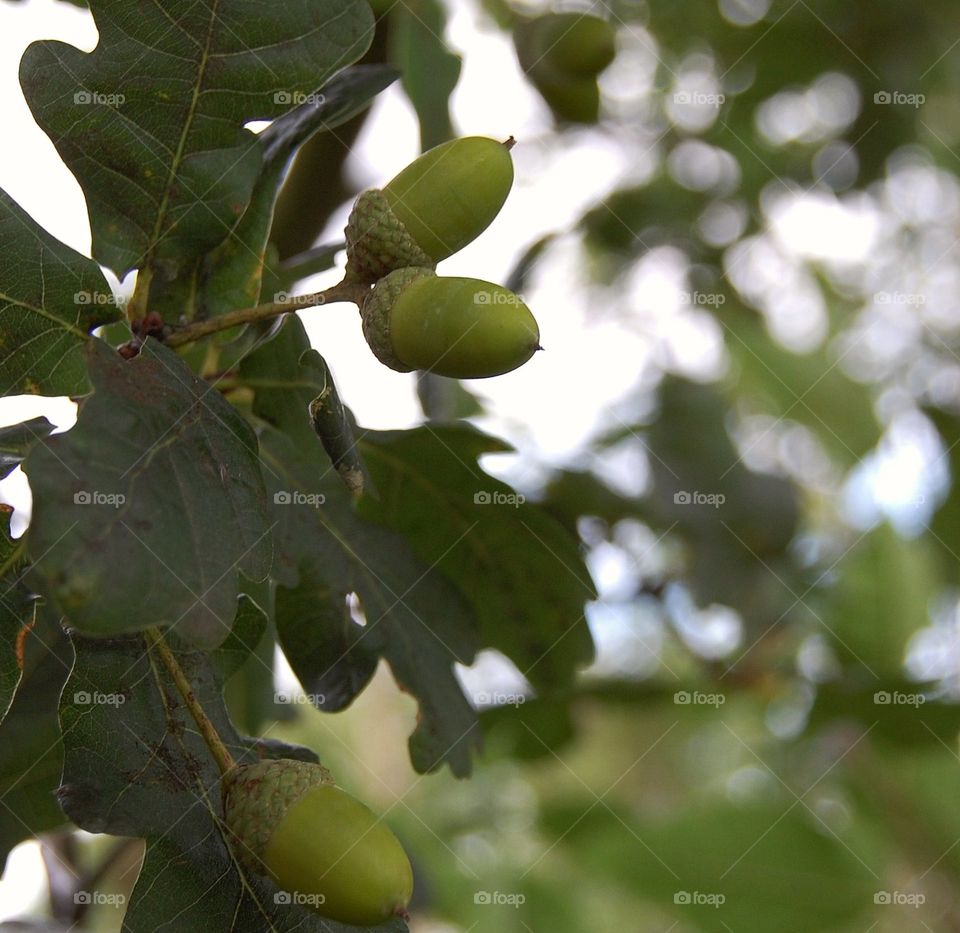 Oak tree leaves and acorns growing in wood with bokeh