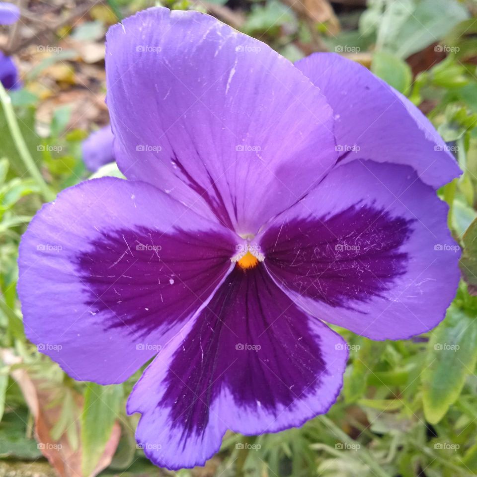 Víola Wittrockiána