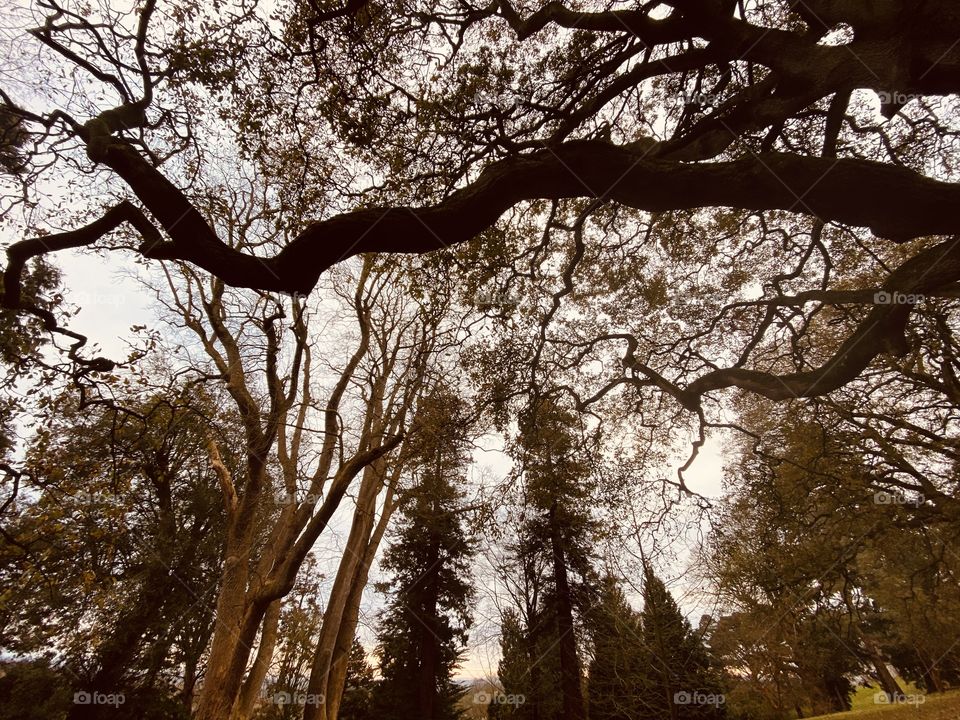 Trees, leaves and winter