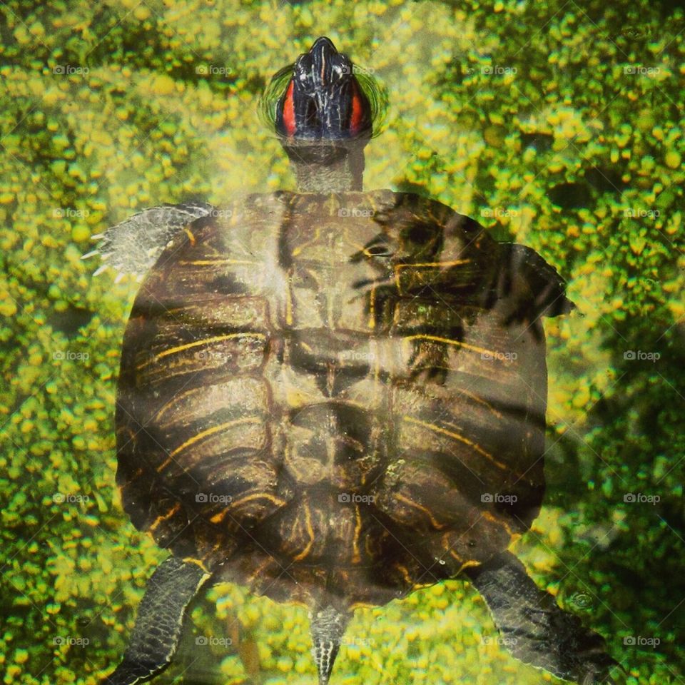 Turtle
