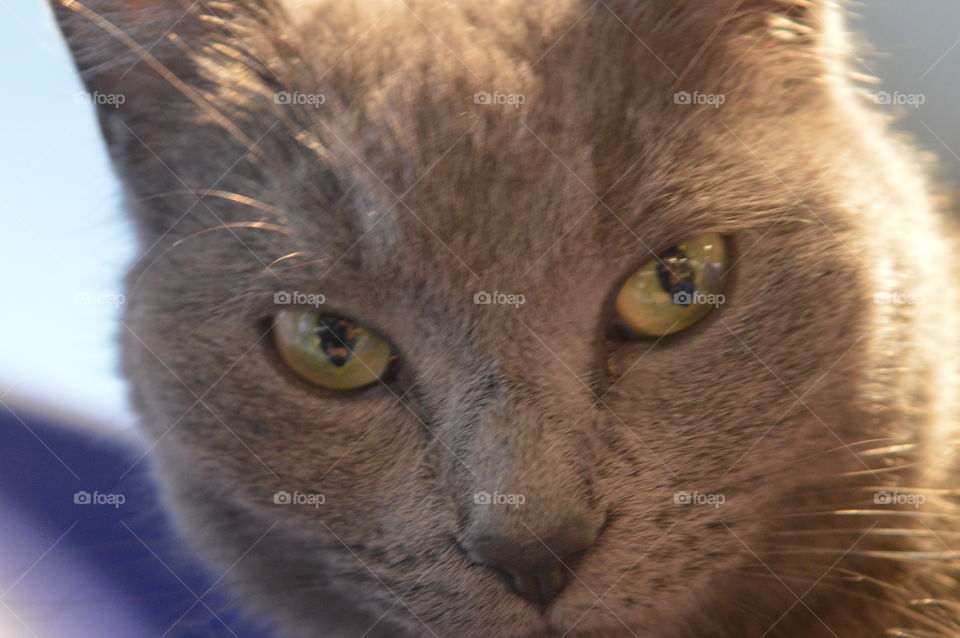 Arrogant Cat Looking At You