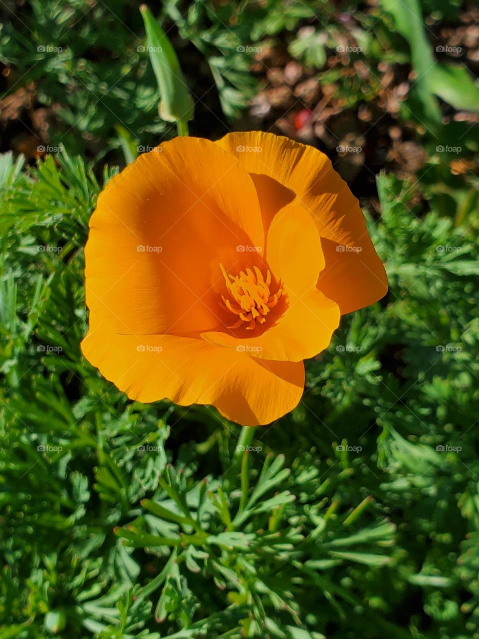 The Arizona Desert in Bloom