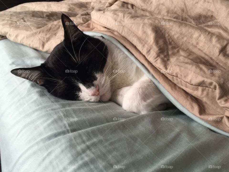 Bed, Sleep, Cat, Bedroom, Pillow