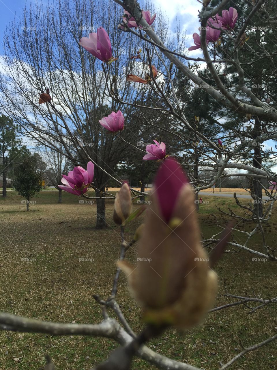 A large pink bud on a branch with rest of flowered tree in background.