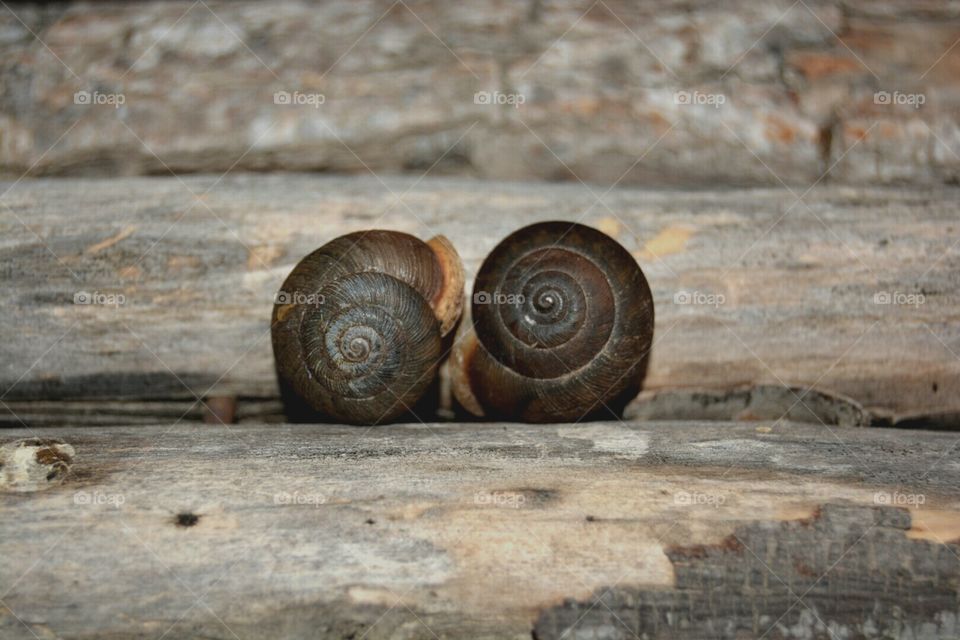 Snails: Yin and Yang