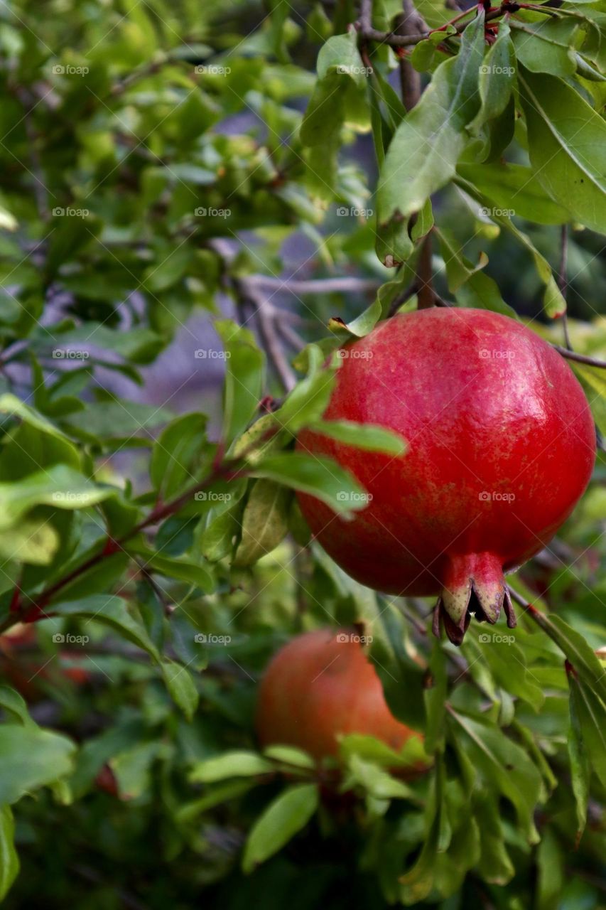 Pomegranate 