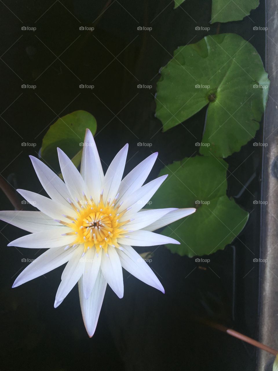 Lotusflower in dark pond