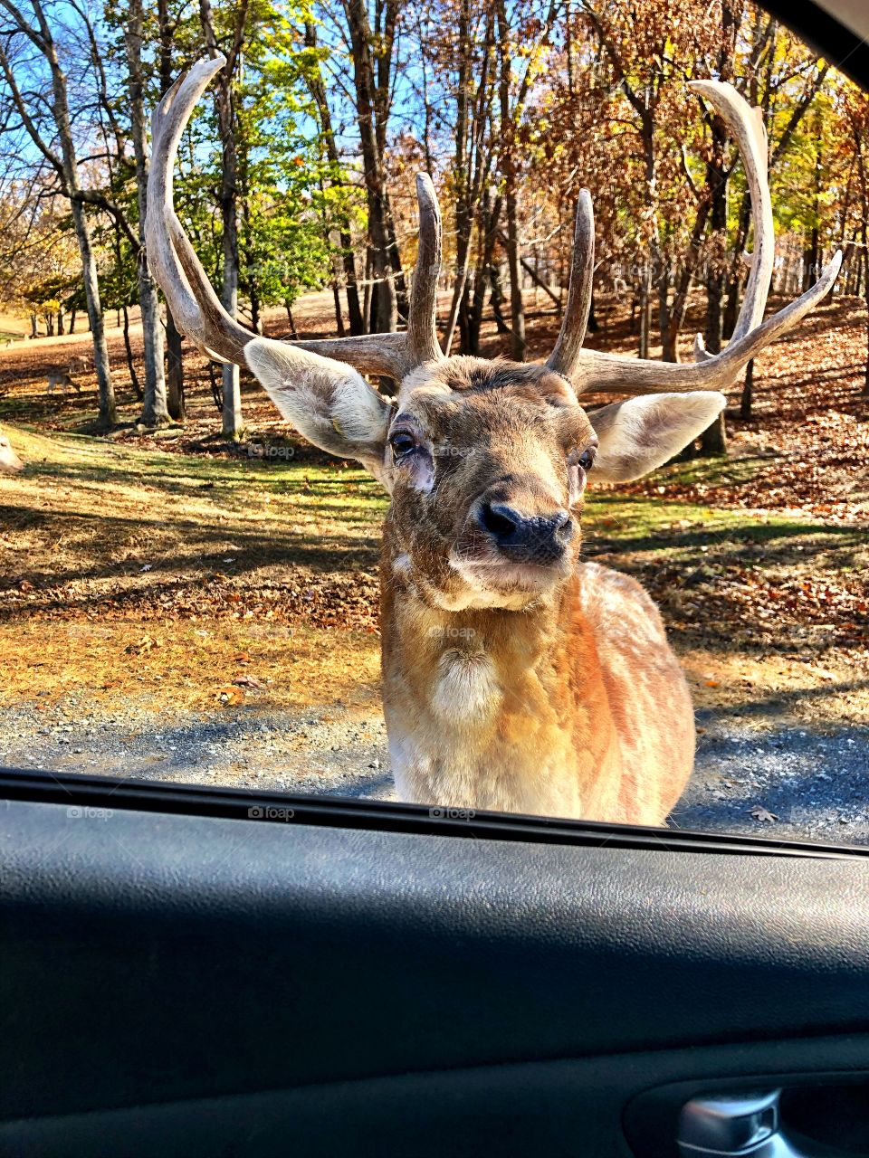 Deer selfie 