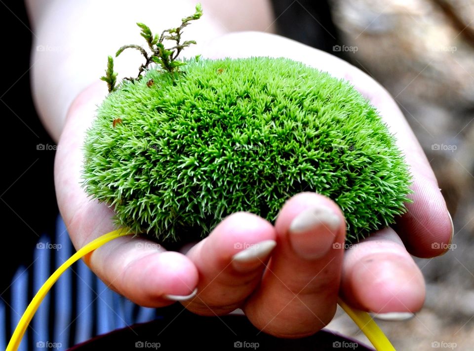 Close-up of hand holding moss