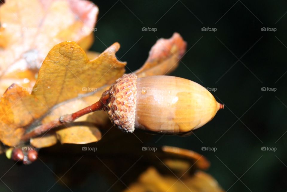 Autumn acorn from oak tree on branch