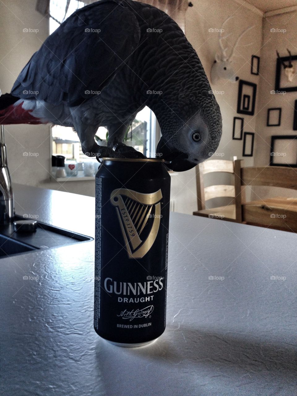 Parrot. Guinness 