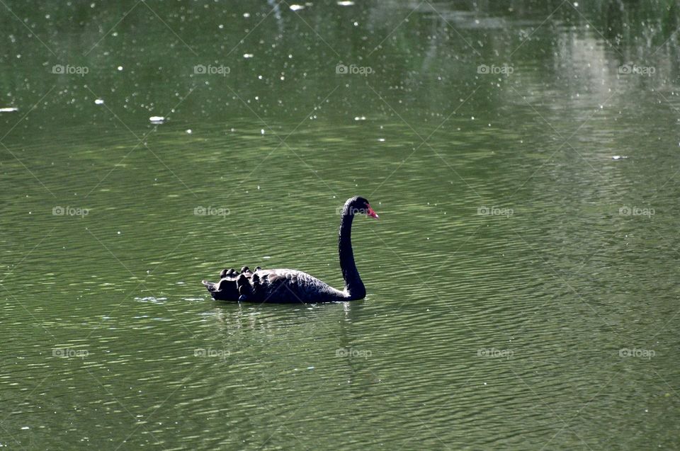 Black swan