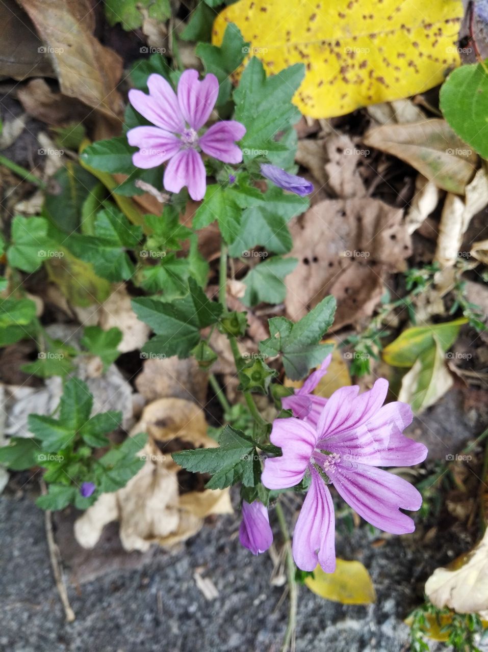 Autumn flowers