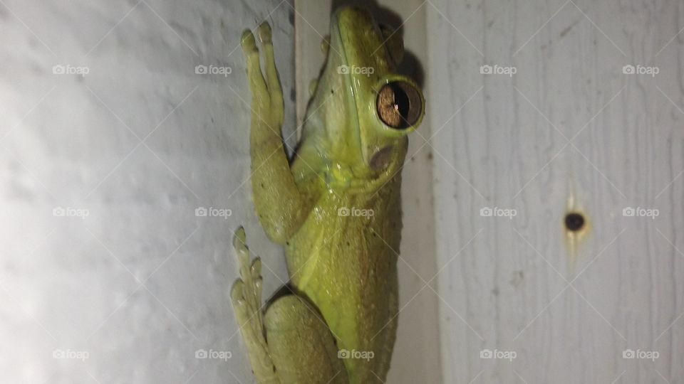 Frog