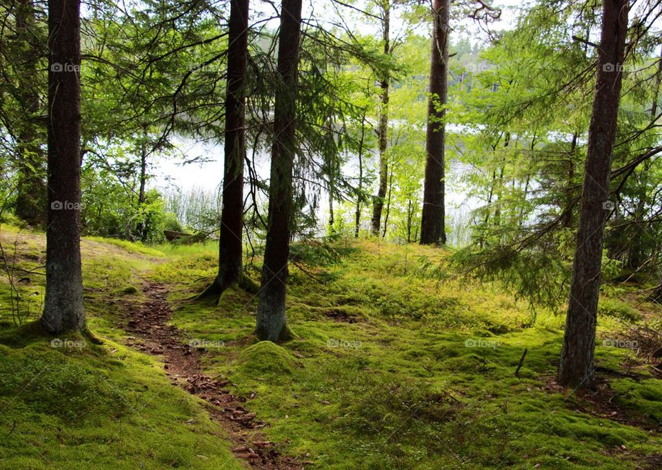 Skog vid sjö