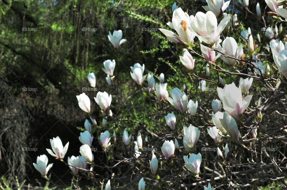 Flower, Nature, Flora, Magnolia, Season