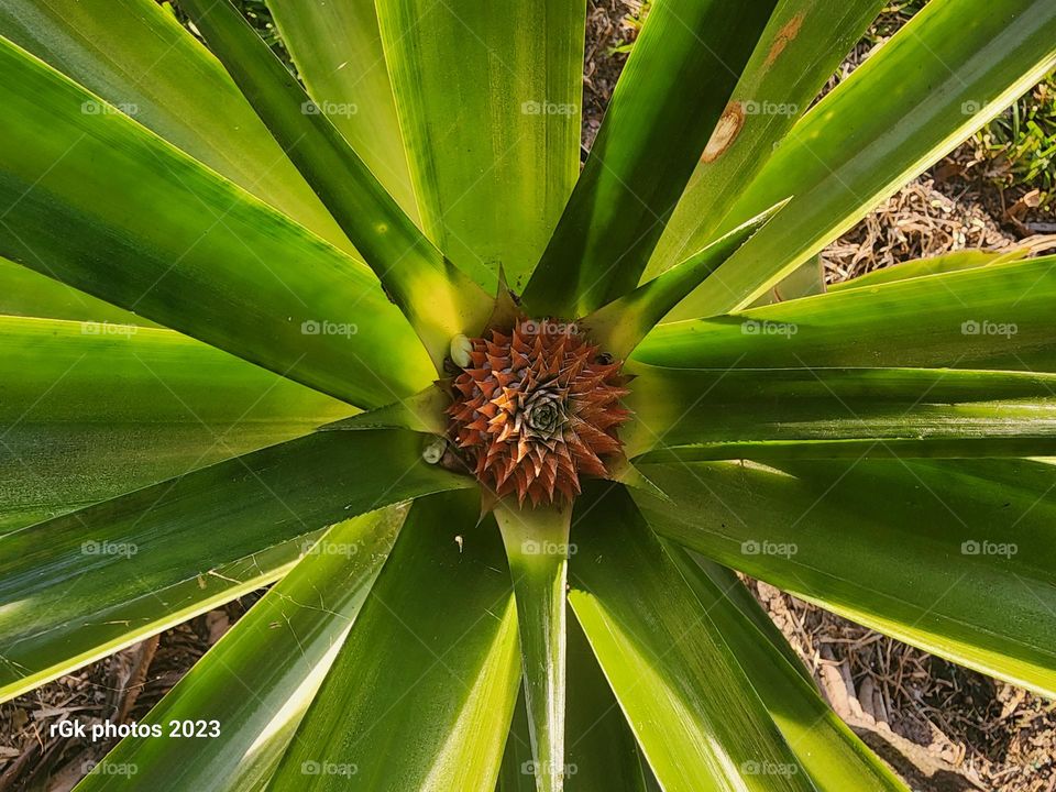 pineapple shoot