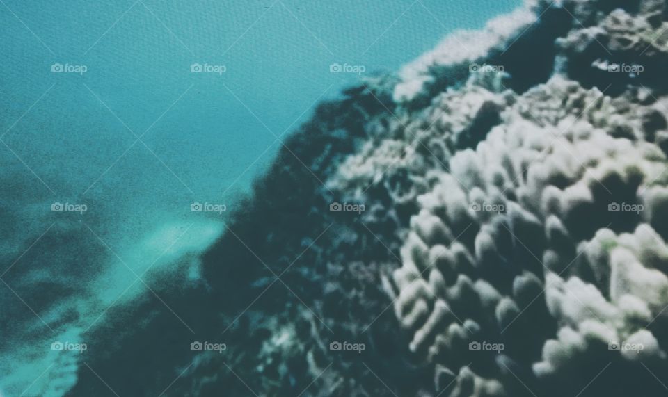 this is a coral hill that is on the seabed looks very scary but very beautiful this is because the shape of the coral is irregular