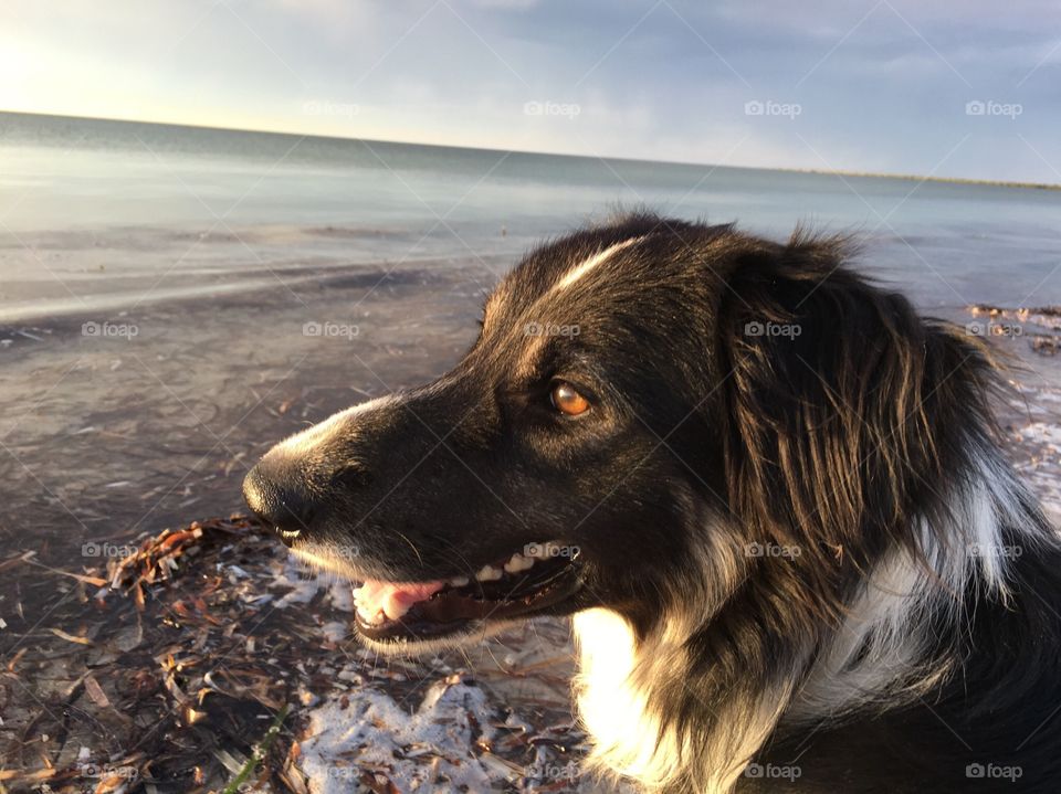 Side view of dog at beach