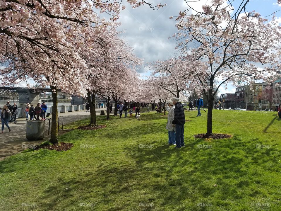 Tree, Cherry, Park, Landscape, Branch