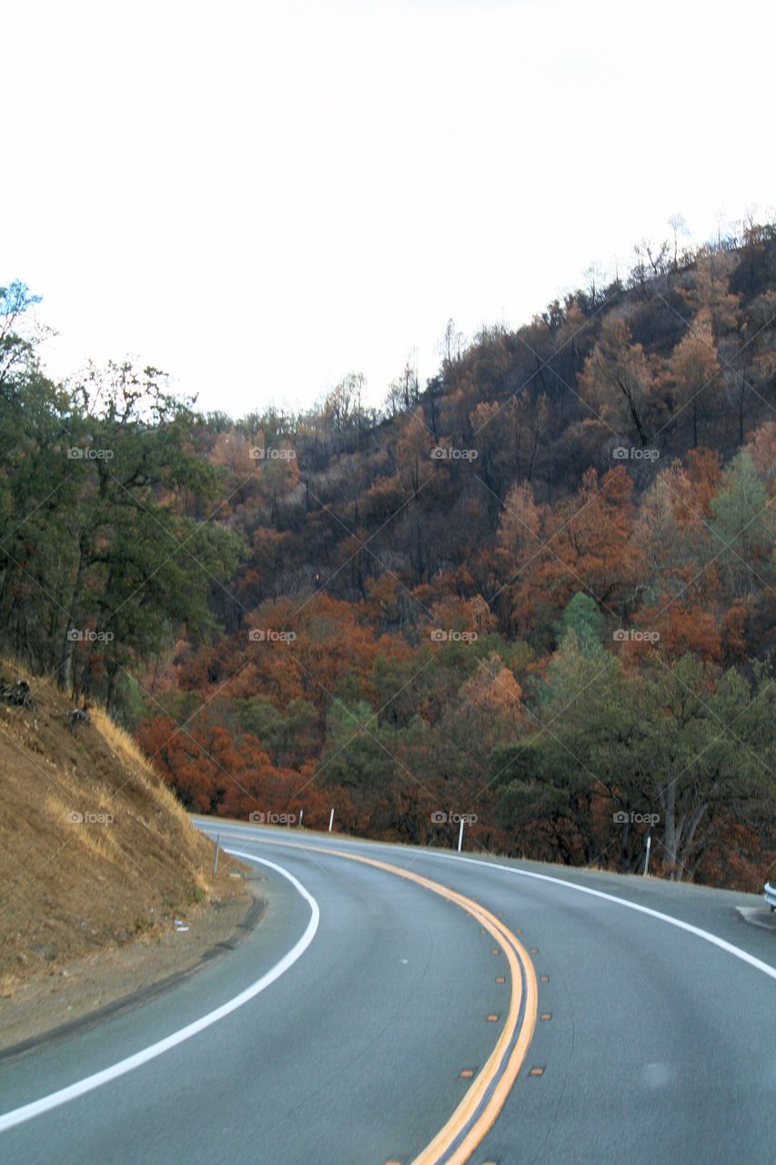Curves. The magic of travel is never knowing what's around the other side of the curve  on the road.