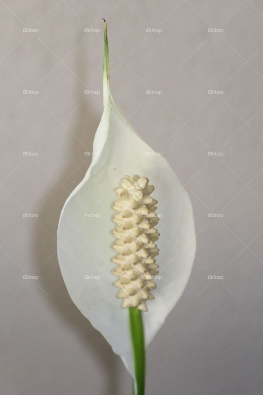 white flower australia adelaide by Ross.stuff