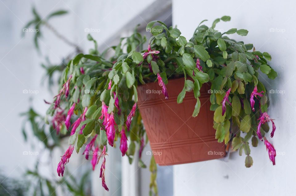 Flower, plant growing in the pod.