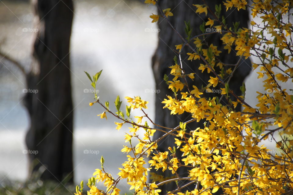 Forsythia blooming at outdoors