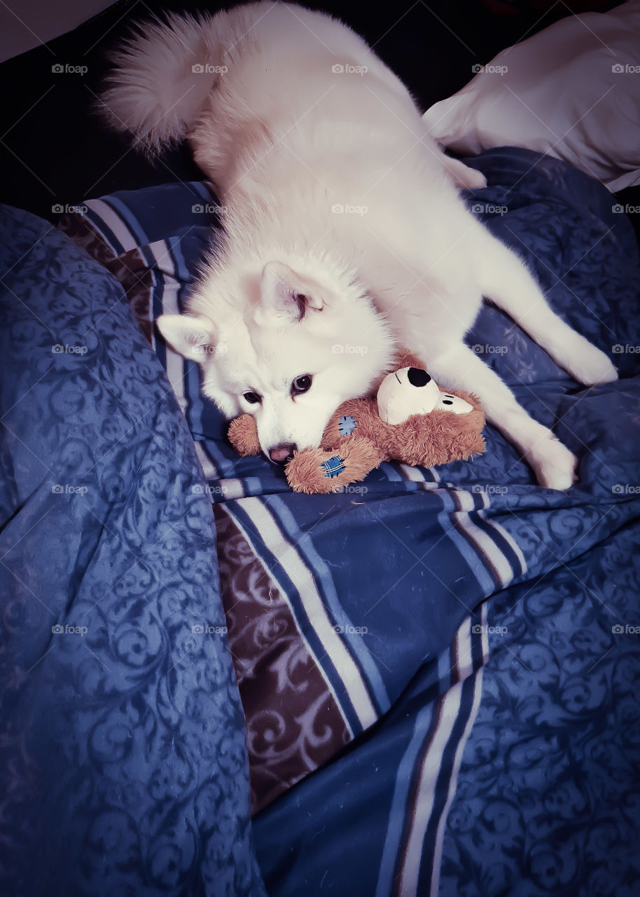 my dog Bailey with his teddy in the bed :-)