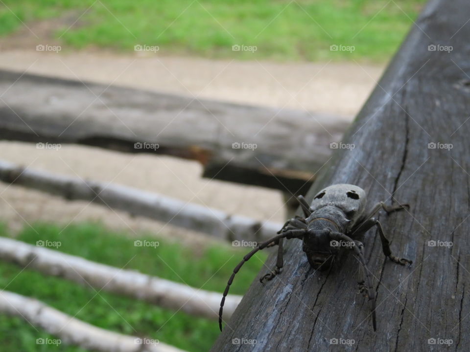 Insert closeup on the trunke embedded in fence