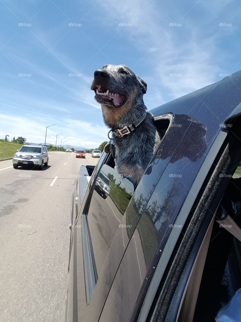 Whisky riding in the truck