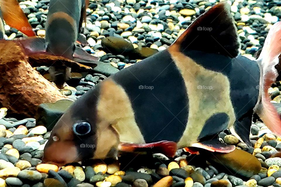 Clown Loach Fish in Aquarium