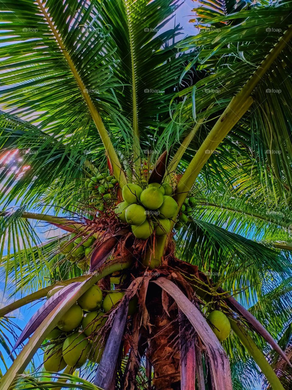 Many Coconut in coconut tree under warm sun light in blue sky day at North Sumatra, Indonesia