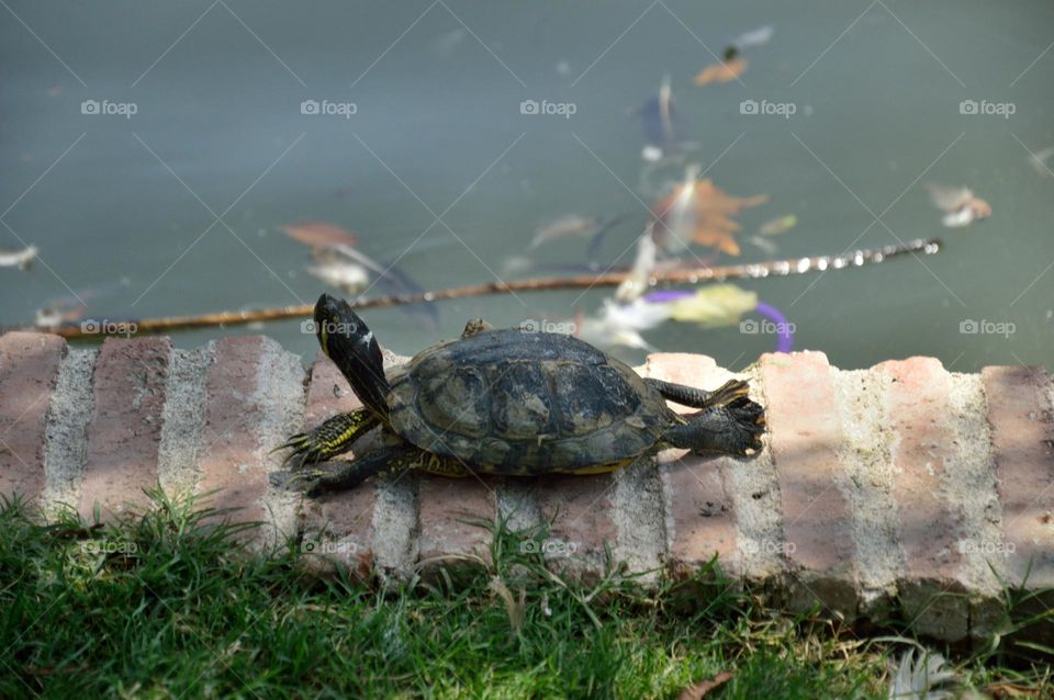 awakening a turtle