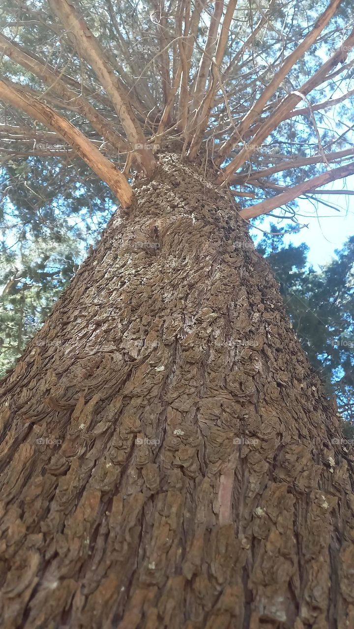 big tree