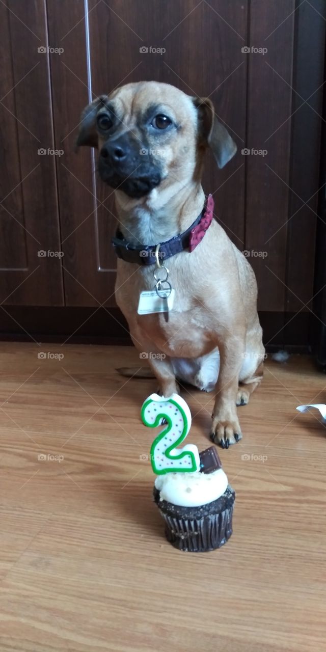 happy birthday to my cute dog. His pose is fantastic.