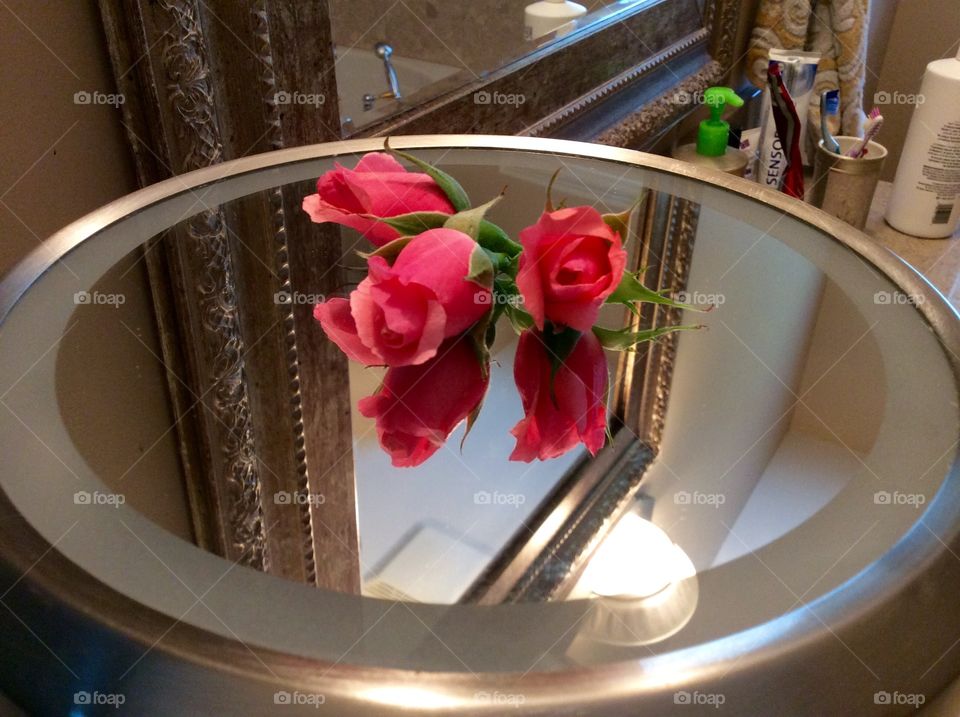 Beautiful Pink Rose Buds Reflection 