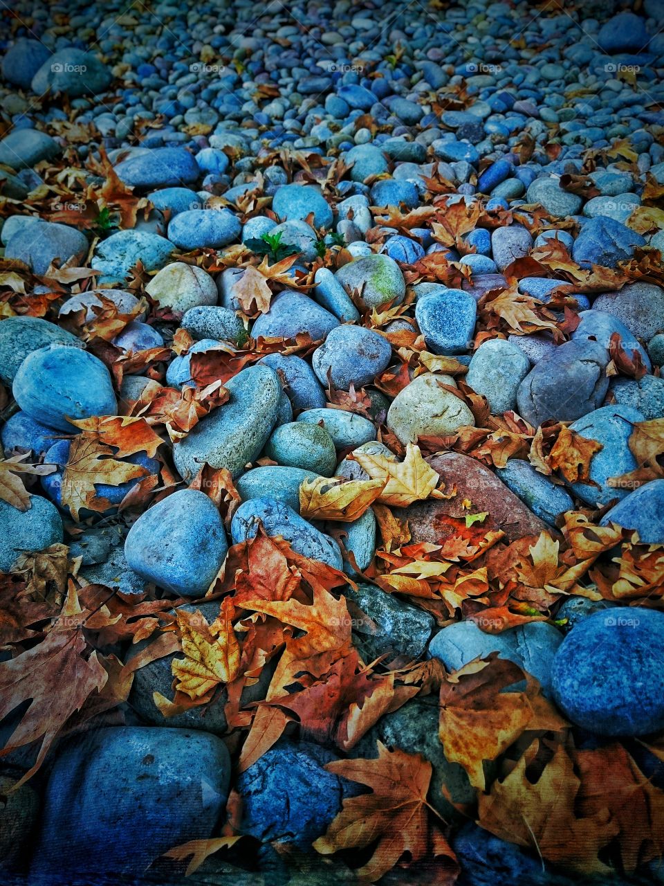 autumn in the park