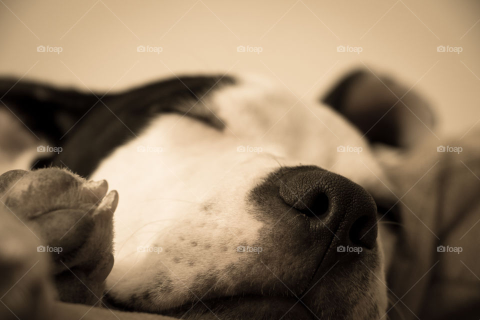 Sleeping dog