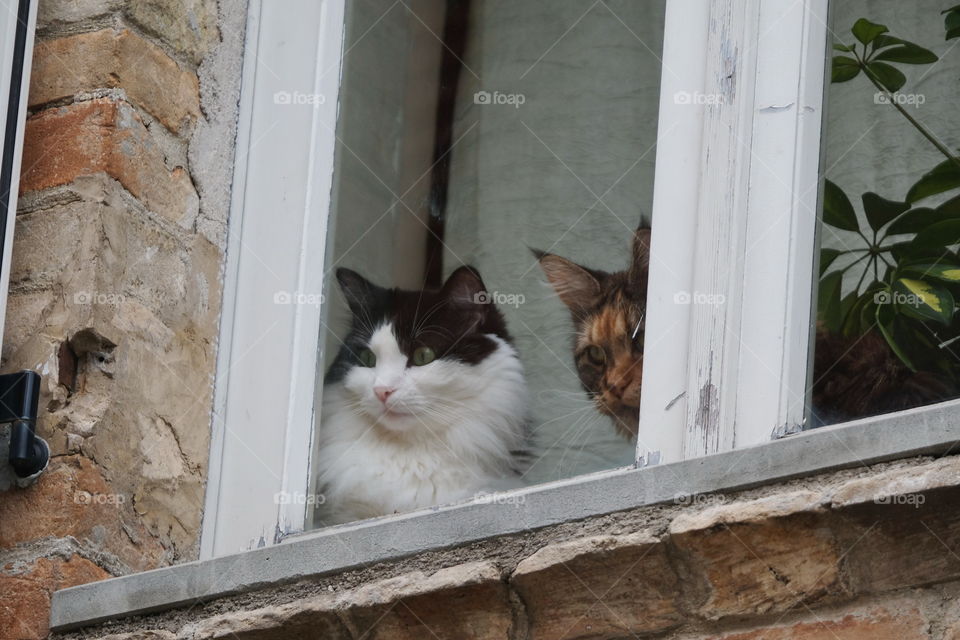 Home cats looking outside from the window