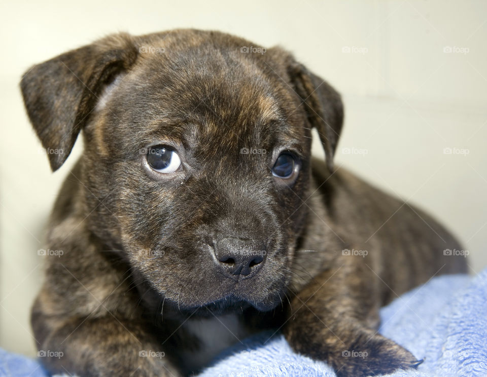 Dog, Cute, Mammal, Animal, Portrait