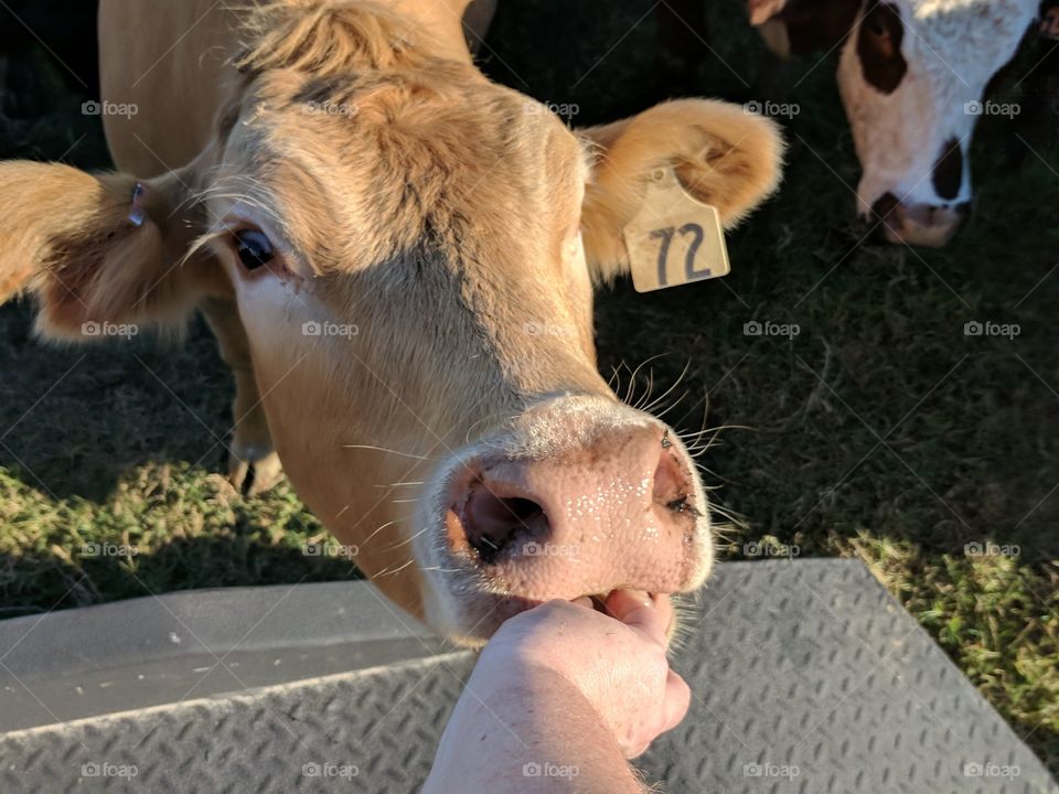 giving the cows treats