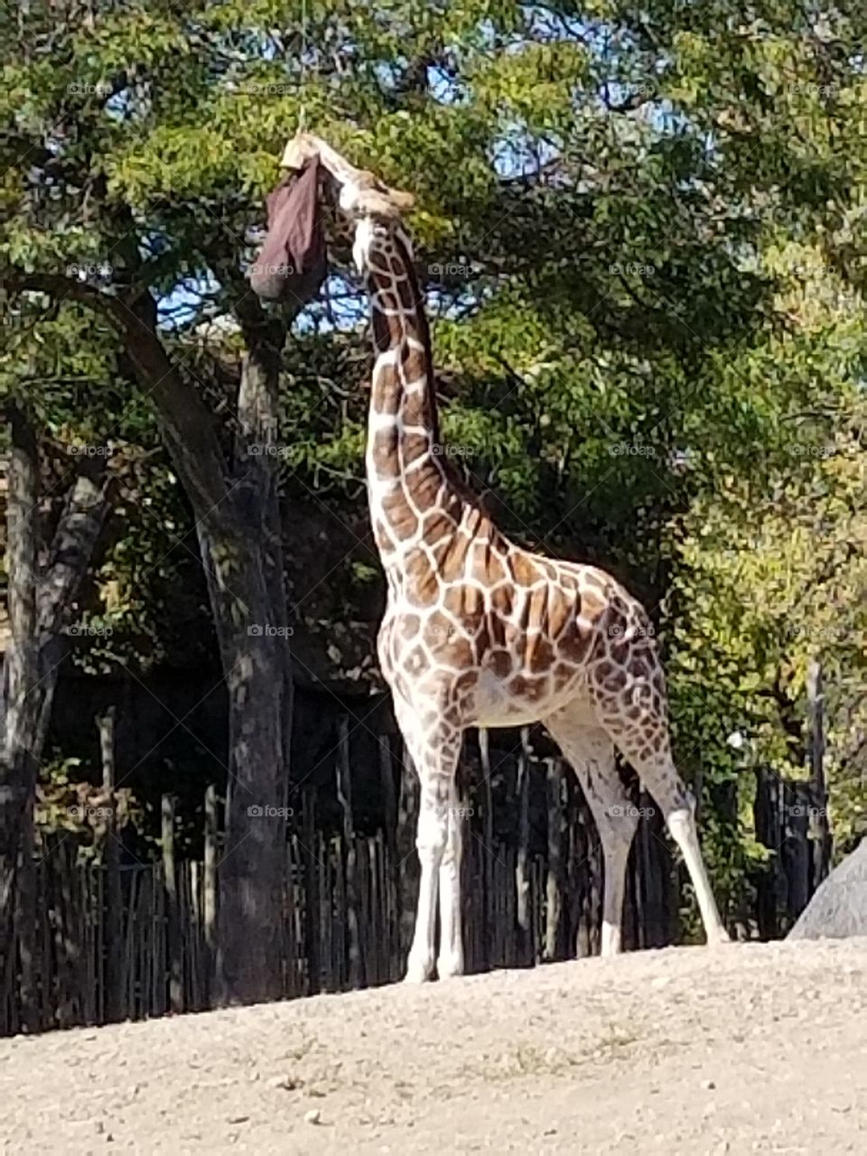 giraffe at Lincoln Park Zoo